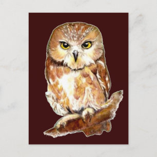Carte Postale Chouette blanche, Oiseau, Animal