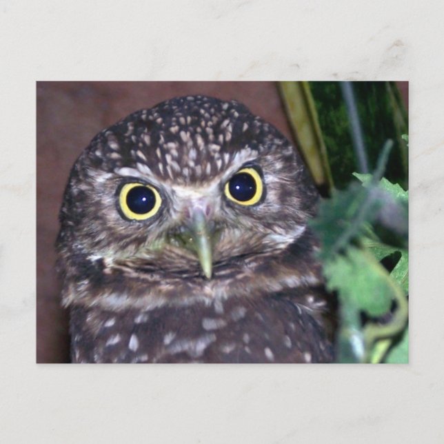 Carte Postale chouette bractée 2 (Devant)