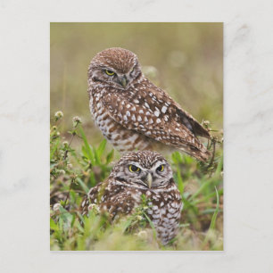 Carte Postale Chouette bractée, Athene cunicularia, Cape Coral,