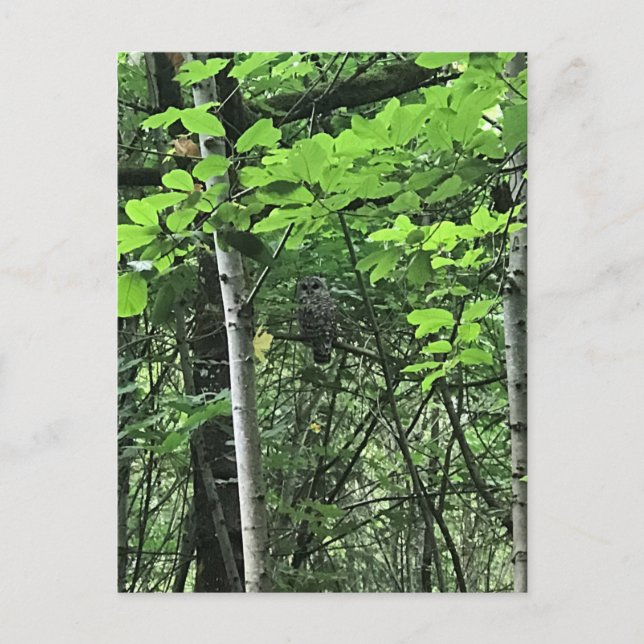 Carte Postale Chouette dans les arbres, Oregon (Devant)