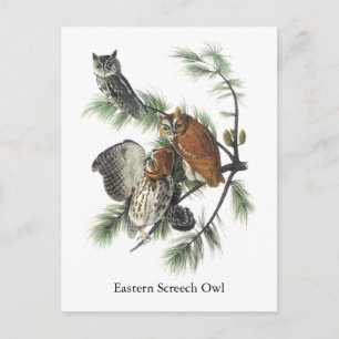 Carte Postale Chouette de l'Est, John Audubon