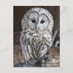 Carte Postale Chouette de l'Oural