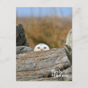 Carte Postale Chouette des neiges