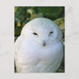 Carte Postale Chouette des neiges