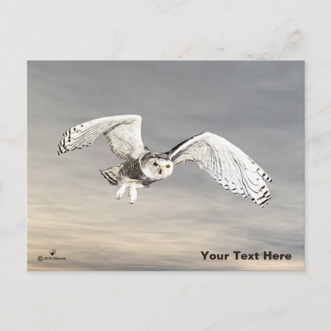 Carte Postale Chouette des neiges (Devant)