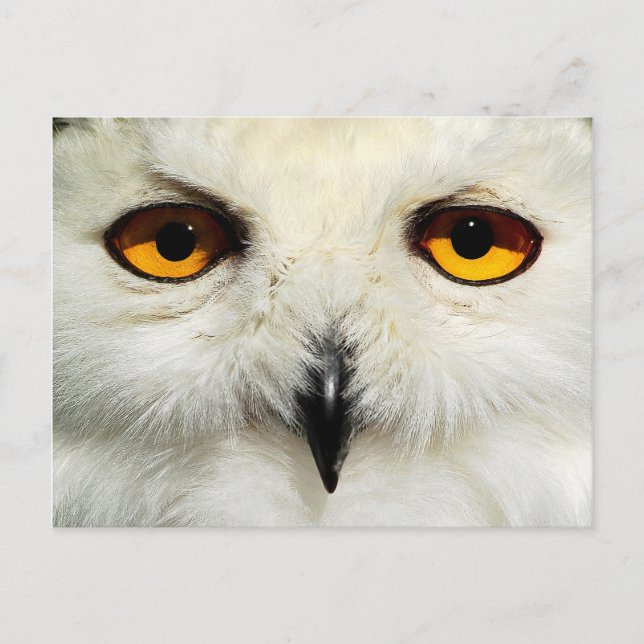 Carte Postale Chouette des neiges (Devant)