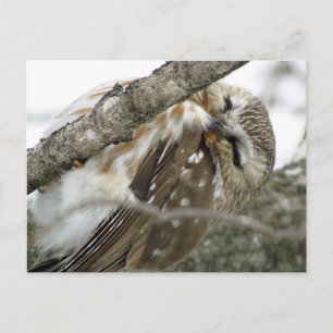 Carte postale Chouette des neiges