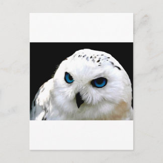 Carte Postale Chouette des neiges