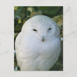 Carte Postale Chouette des neiges