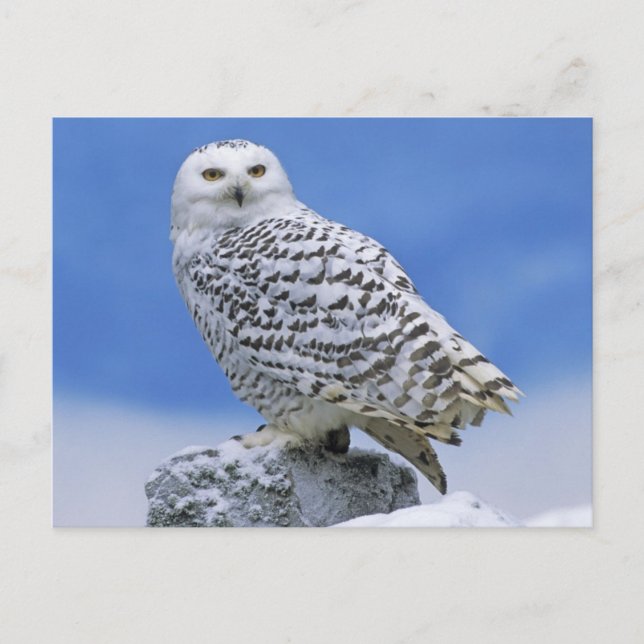 Carte Postale Chouette des neiges (Bubo scandiacus) (Devant)