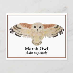 Carte Postale Chouette du marais aquarelle scientifique