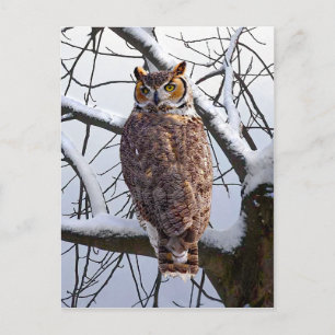 Carte postale "Chouette en hiver"