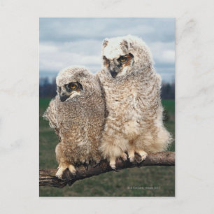 Carte Postale Chouette mère et bébé