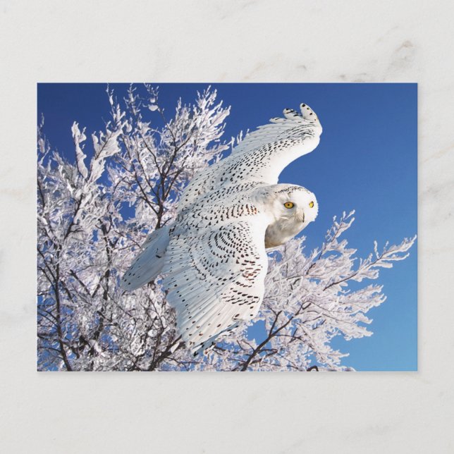 Carte postale "Chouette neige" (Devant)