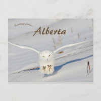 Chouette Neige À Albert Canada