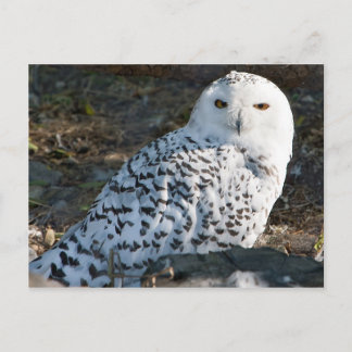 Carte postale Chouette neigeuse