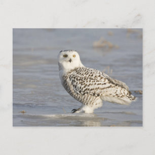 Carte Postale Chouette neigeuse debout sur la glace, la queue d'