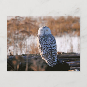 Carte Postale Chouette neigeuse qui vole