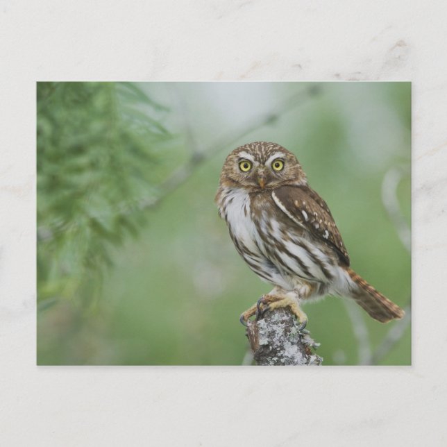 Carte Postale Chouette-pygmée, Glaucidium brasilianum, 3 (Devant)