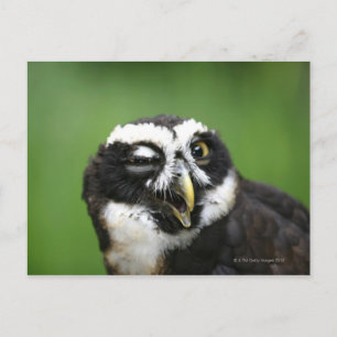 Carte Postale Chouette tachetée (Pulsatrix perspicillata)
