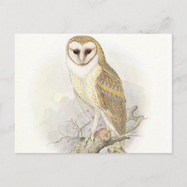 Carte postale Chouette Vintage (Devant)