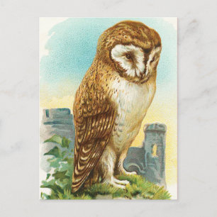 Carte Postale Chouette vintage