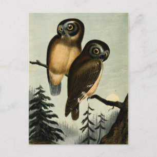 Carte Postale Chouette vintage de Kirtlands