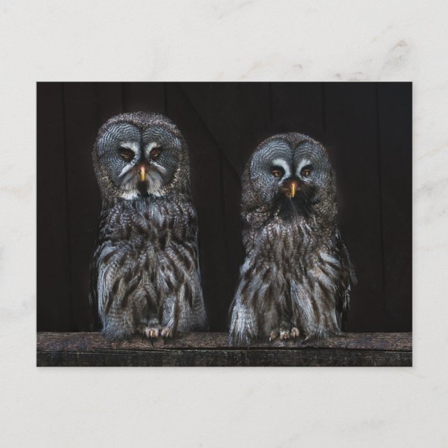 Carte Postale Chouettes (Devant)