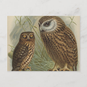 Carte Postale Chouettes
