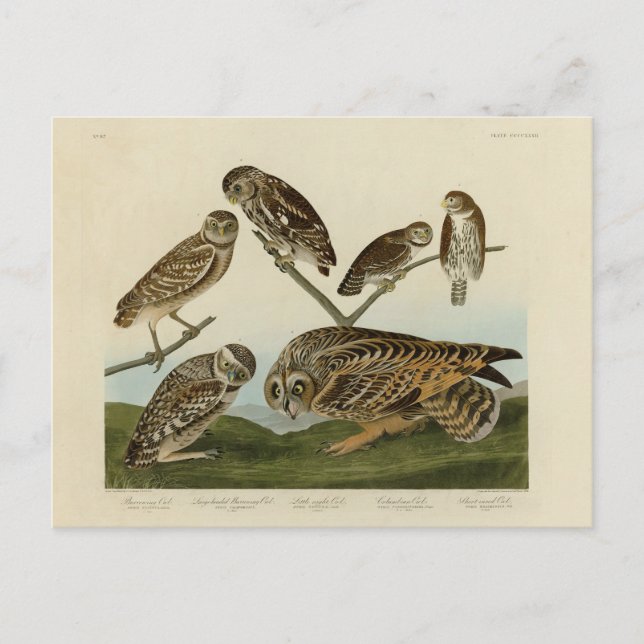 Carte Postale Chouettes brulantes - d'Audubon's Birds of America (Devant)
