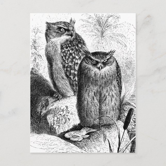 Carte Postale Chouettes de pêche indiennes Gravure de bois Vinta (Devant)
