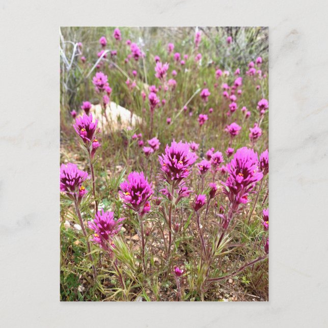 Carte Postale Chouettes roses Fleurs sauvages de trèfle (Devant)