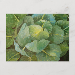 Carte Postale Choux