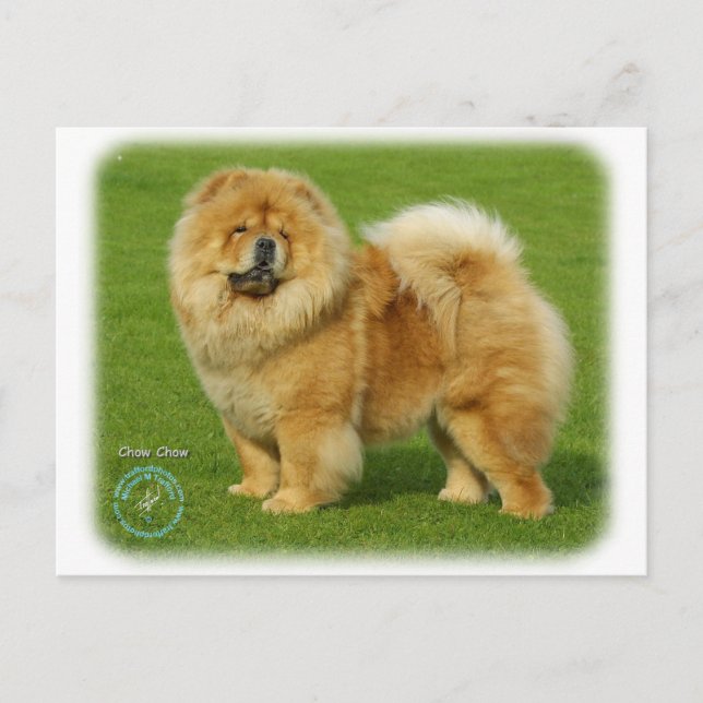 Carte Postale Chow Chow 9B008D-17 (Devant)