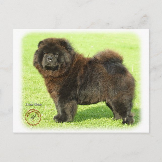 Carte Postale Chow Chow 9B011D-08 (Devant)