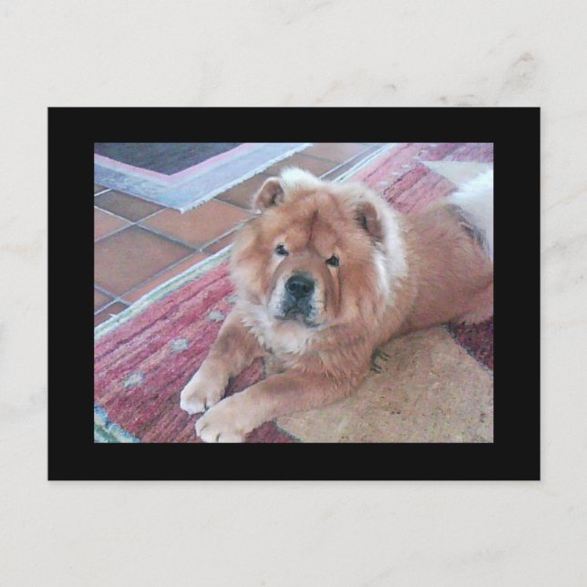 Carte postale Chow Chow Chien (Devant)