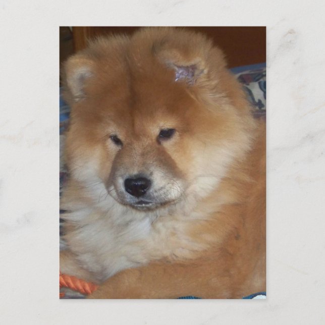 Carte Postale Chow Chow Pup (Devant)