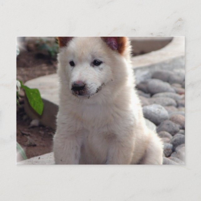 Carte postale Chow Puppies (Devant)