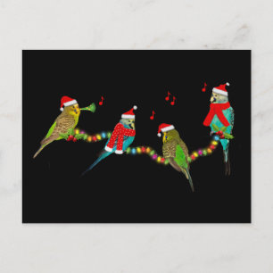 Carte postale Christmas Budgie Frenzy