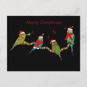 Carte postale Christmas Budgie Frenzy