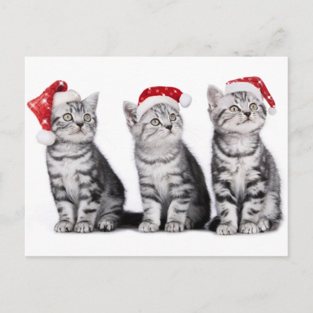 Carte postale Christmas Cute Kitten (Devant)