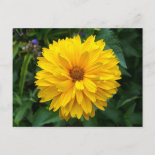 Carte Postale Chrysanthème jaune
