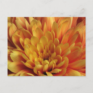Carte Postale Chrysanthème jaune