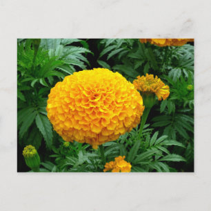 Carte Postale Chrysanthème orange