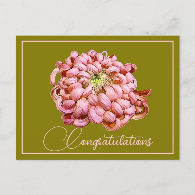Carte Postale Chrysanthème rose Fond olive Félicitations (Devant)