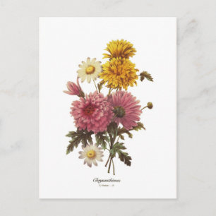 Carte Postale Chrysanthèmes