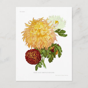 Carte Postale Chrysanthèmes