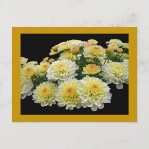 Carte Postale Chrysanthèmes citron meringue