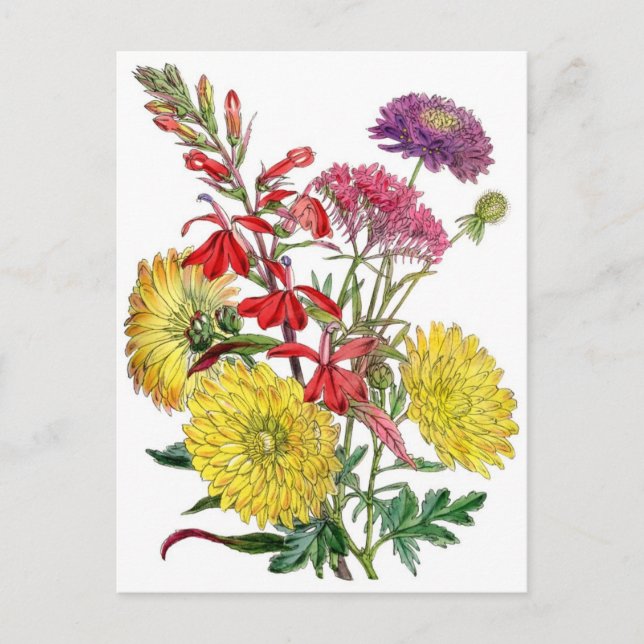 Carte Postale Chrysanthèmes jaunes et fleurs pourpres de Scabios (Devant)