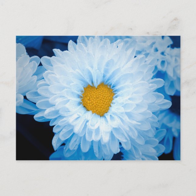 Carte Postale Chrysanthèmes teintés bleu Nature Photo Ukraine Po (Devant)